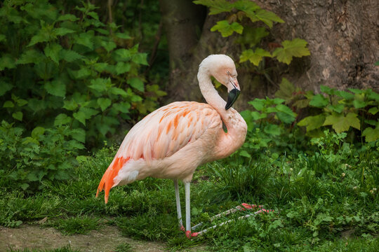 Sitting Chilean Flamingo