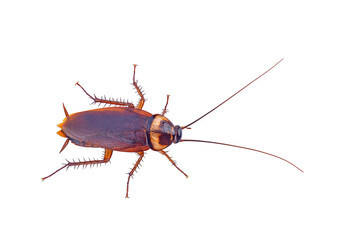 top view brown cockroach isolated