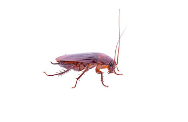 brown cockroach isolated on a white background