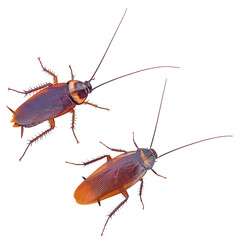  brown cockroach isolated on a white background