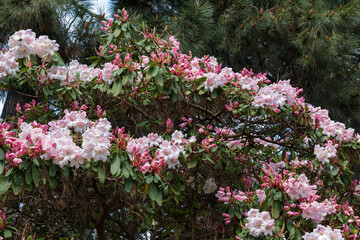Flowers of Rhododendron Loderi (fortunei x griffithianum) in spring, flowering plant in the family...