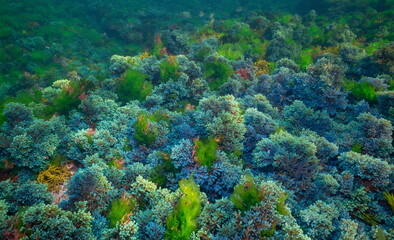Colorful seaweed underwater in the Atlantic ocean natural scene Spain