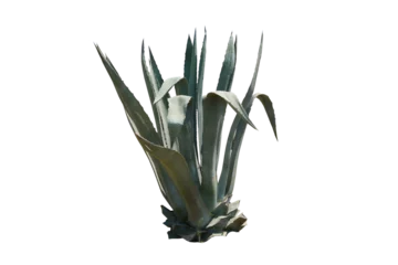 Deurstickers Cactus Piękny zielony kaktus bez tła