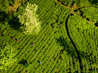 Aerial view of hills with tea plantation in Sri Lanka.