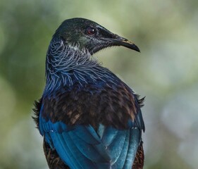 close up of a tui