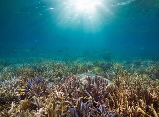 Fototapeta na wymiar Coral reef with sunlight underwater Pacific ocean natural seascape