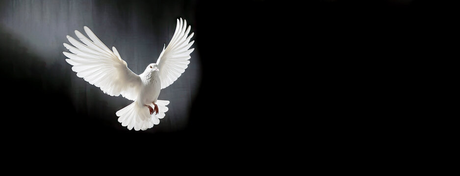 One White Dove freedom flying Wings on transparent background symbol of International Day of Peace, Holy spirit of God in Christian religion heaven concept