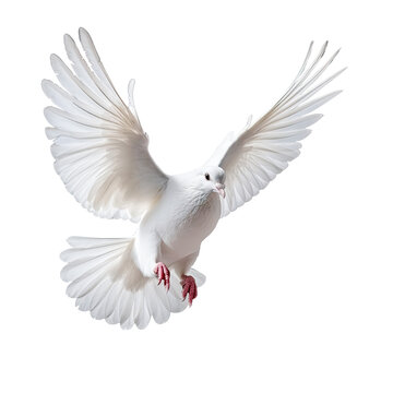 PNG of One White Dove freedom flying Wings on transparent background symbol of International Day of Peace, Holy spirit of God in Christian religion heaven concept	
