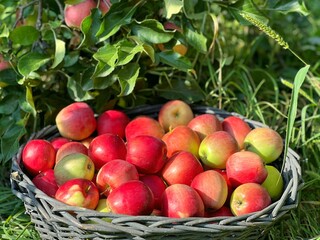 Perfect ripe eco apples in organic fruit garden, 