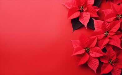 Red poinsettias flowers on bright red pastel background .