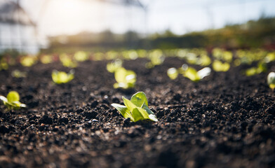 Closeup, lettuce and gardening plants for farming, agriculture and growth in nature, sand and sustainable field. Background, soil and sustainability of land, leaf vegetables and ecology in greenhouse