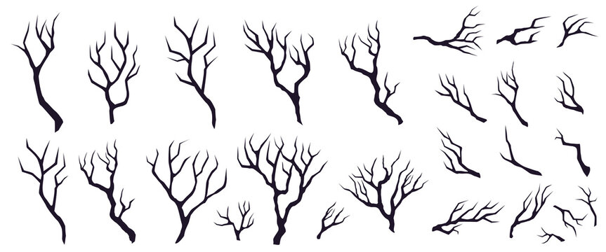 Set of dry broken trees branches  different sizes isolated on white background