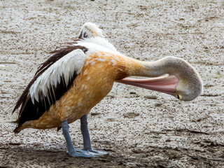 Obraz premium Australian Pelican in Queensland Australia