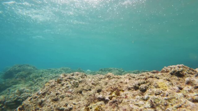 Cinematic slow motion underwater shot of dead corals in clear waters on a bright and sunny day in 4K, 120FPS, SLOMO