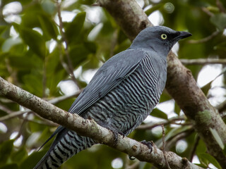 Barred Cuckooshrike in Queensland Australia