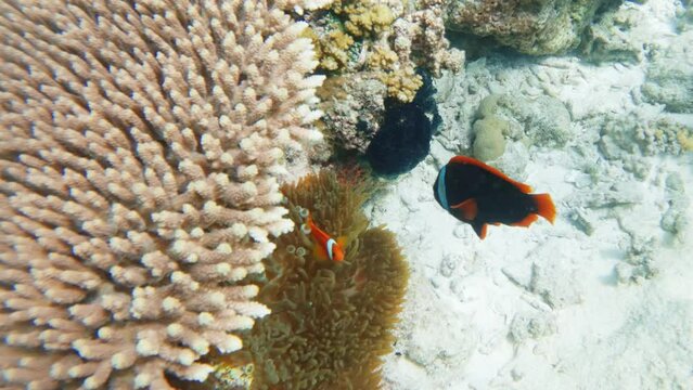 Cinematic underwater shot of an anemonefish amphiprion frenatur, clownfish in a sea anemona in 4K, 120 FPS, Slomo