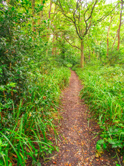 Woodland path leading through green trees and undergrowth portrait view.