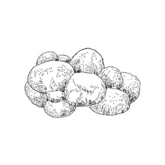 Vector hand drawn lion´s mane mushrooms vintage sketch illustration. © Natalya Levish