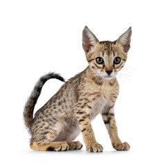 Cute brown spotted F5 Savannah cat kitten, sitting side ways. looking beside and away from camera. isolated on a white background.