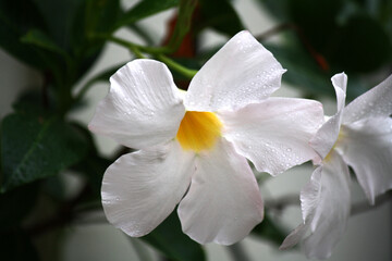 Obraz na płótnie Canvas White mandevilla (Mandevilla boliviensis) in bloom : (pix Sanjiv Shukla)