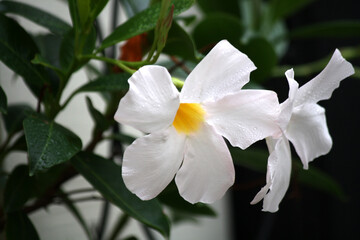 Naklejka na ściany i meble White mandevilla (Mandevilla boliviensis) in bloom : (pix Sanjiv Shukla)