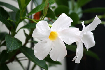 Naklejka na ściany i meble White mandevilla (Mandevilla boliviensis) in bloom : (pix Sanjiv Shukla)