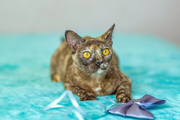 A domestic cat of Burmese breed, playful and active, in a city apartment building. Loves toys and bows. The eyes of a happy pet playing and wanting to attack.