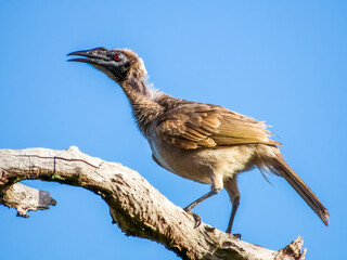 Helmeted Friarbird in Queensland Australia