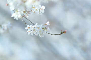 cherry blossom in spring