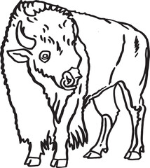 Vector hand drawn sketch of  bison isolated on white,graphical illustration. Bull