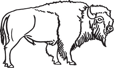 Vector hand drawn sketch of  bison isolated on white,graphical illustration. Bull © Vita