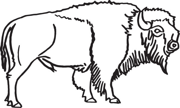Vector hand drawn sketch of  bison isolated on white,graphical illustration. Bull