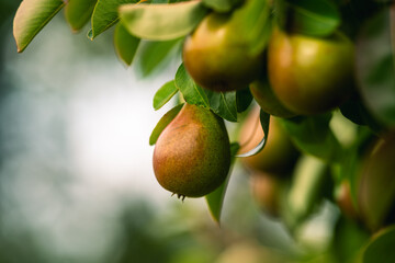 Green pears with leafs in a pear orchard. Selective focus.