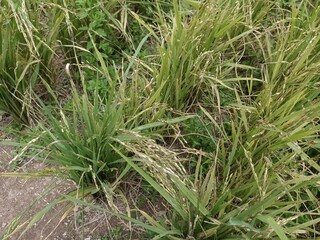 ripe rice or paddy plant  close-up in malaysia. paddy or oryza sativa
