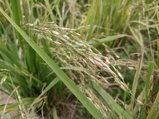 ripe rice or paddy plant  close-up in malaysia. paddy or oryza sativa
