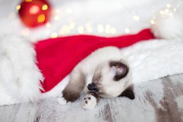 Fototapeta na wymiar Kitten sleep in christmas hat
