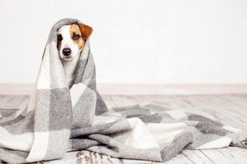 Jack russell terrier Dog under gray plaid at home