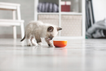 Kitten eat at home