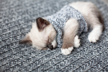 Fototapeta na wymiar Kitten sleeping on gray blanket