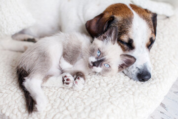 Dog and cat sleeping together