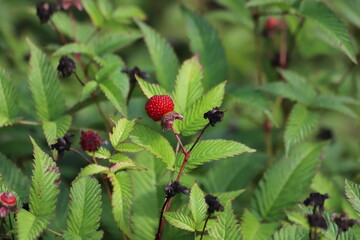 Rubus illecebrosus. Common names balloon berry, strawberry raspberry.