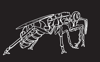 Vector sketch of  wasp on black background, insect. Graphical illustration 