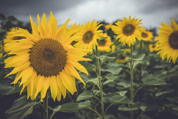 Sunflowers In A Field In Launton, Oxfordshire