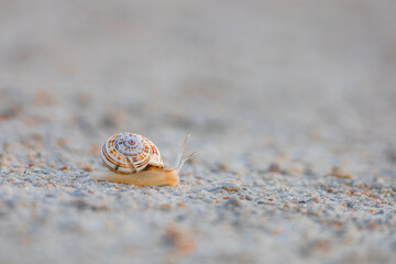 Escargot