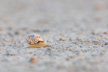 Escargot
