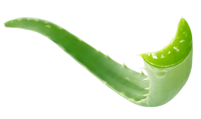 Aloe vera gel dripping from aloe vera isolated