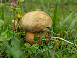 A big pooch on the lawn next to the pond. Mushroom