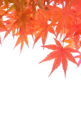 かえでの紅葉のクローズアップ　白背景