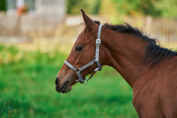 Red horse with the long mane in the field against the sky. horse farm