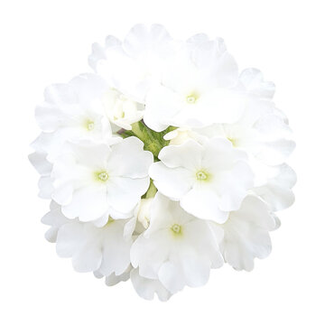 Verbena flowers isolated on transparent background